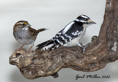 White-throated Sparrow and Downy Woodpecker