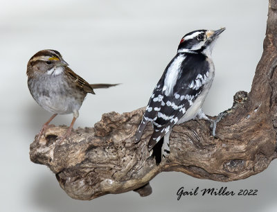 White-throated Sparrow and Downy Woodpecker