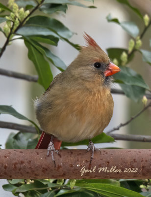 Northern Cardinal, female.