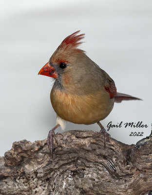 Northern Cardinal, female.