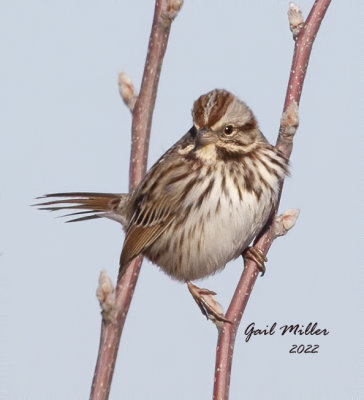 Song Sparrow