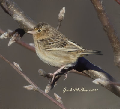 Grasshopper Sparrow