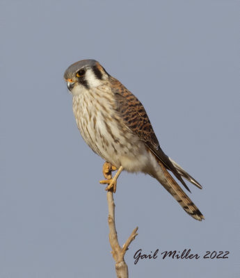 American Kestrel at the old airport in Conway, AR