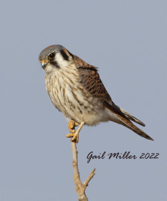 American Kestrel at the old airport in Conway, AR