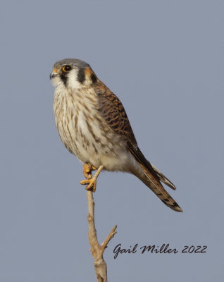 American Kestrel at the old airport in Conway, AR
