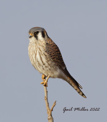 American Kestrel at the old airport in Conway, AR