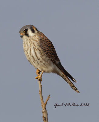 American Kestrel at the old airport in Conway, AR