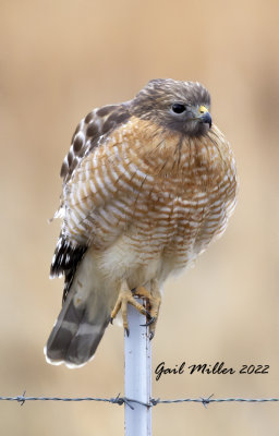 Red-shouldered Hawk