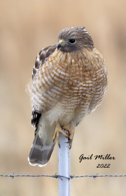 Red-shouldered Hawk