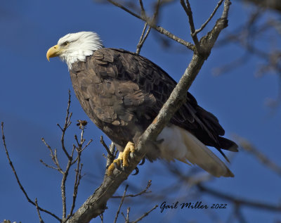 Bald Eagles at Prim, Arkansas 2022