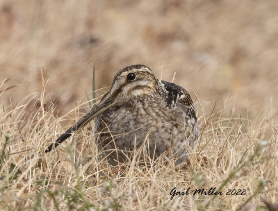 Wilson's Snipe