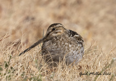 Wilson's Snipe