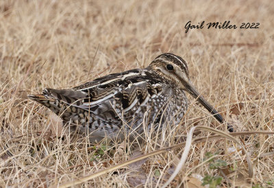 Wilson's Snipe