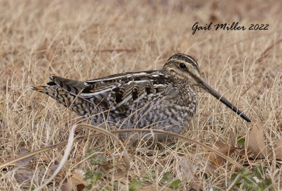 Wilson's Snipe