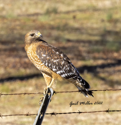 Red-shouldered Hawk