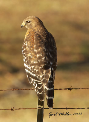 Red-shouldered Hawk