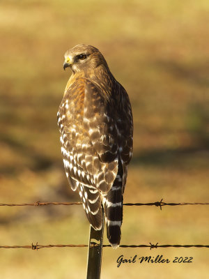 Red-shouldered Hawk