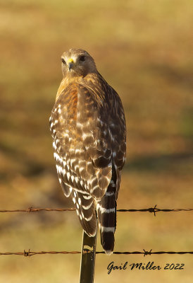 Red-shouldered Hawk