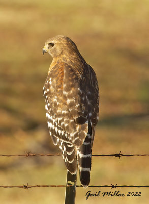 Red-shouldered Hawk