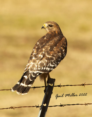 Red-shouldered Hawk