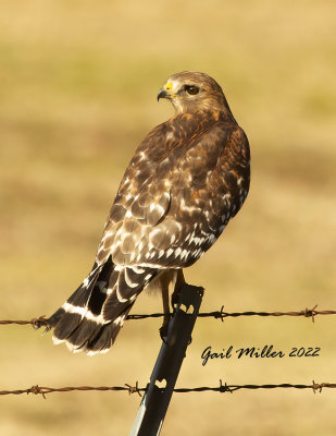Red-shouldered Hawk