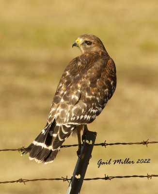 Red-shouldered Hawk