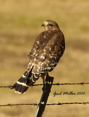 Red-shouldered Hawk