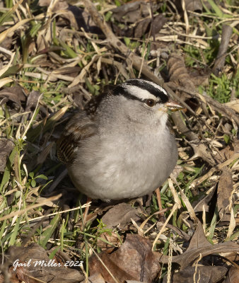 White-crowned Sparrow