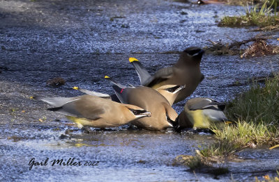 Cedar Waxwing