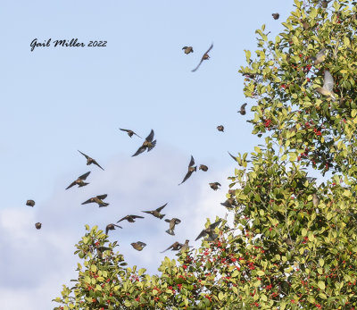 Cedar Waxwing