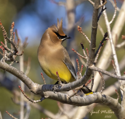 Cedar Waxwing