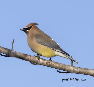 Cedar Waxwing