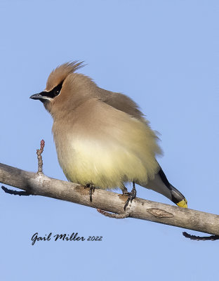 Cedar Waxwing