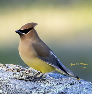 Cedar Waxwing