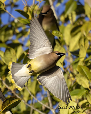 Cedar Waxwing