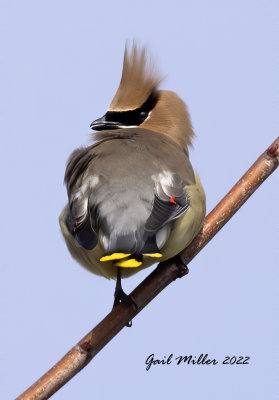 Cedar Waxwing