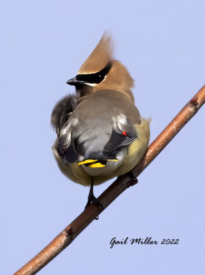 Cedar Waxwing