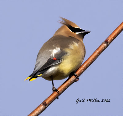 Cedar Waxwing