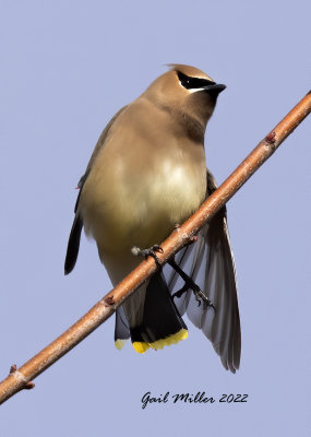 Cedar Waxwing