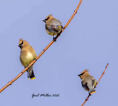 Cedar Waxwing