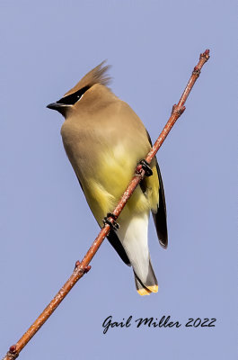 Cedar Waxwing