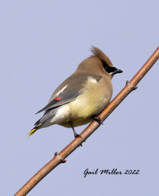 Cedar Waxwing