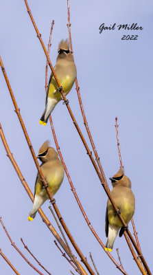 Cedar Waxwing