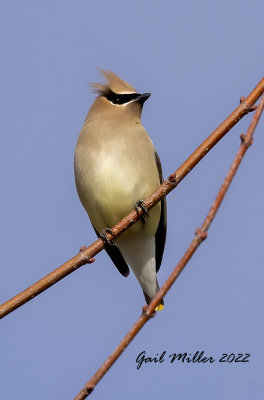 Cedar Waxwing