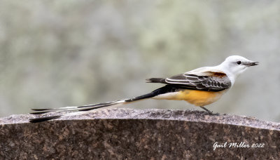 Scissor-tailed Flycatcher, male.