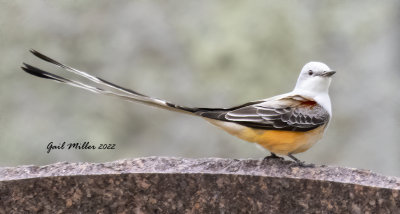 Scissor-tailed Flycatcher, male.