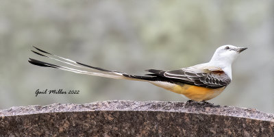 Scissor-tailed Flycatcher, male.