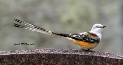 Scissor-tailed Flycatcher, male.