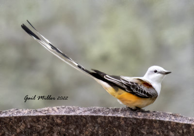 Scissor-tailed Flycatcher, male.