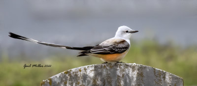 Scissor-tailed Flycatcher, male.